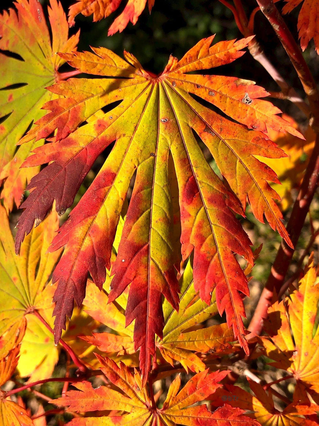 Buy Acer japonicum 'Yama kage' Mountain Shadows Full Moon Japanese ...