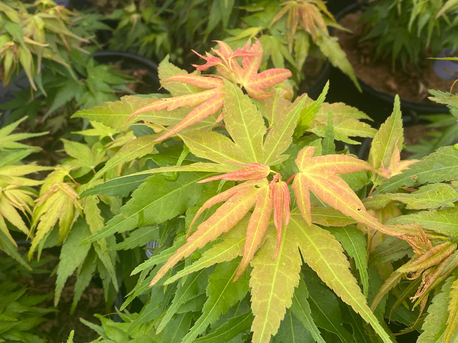 Acer palmatum 'Mikawa yatsubusa Seedling Grafted' Japanese Maple