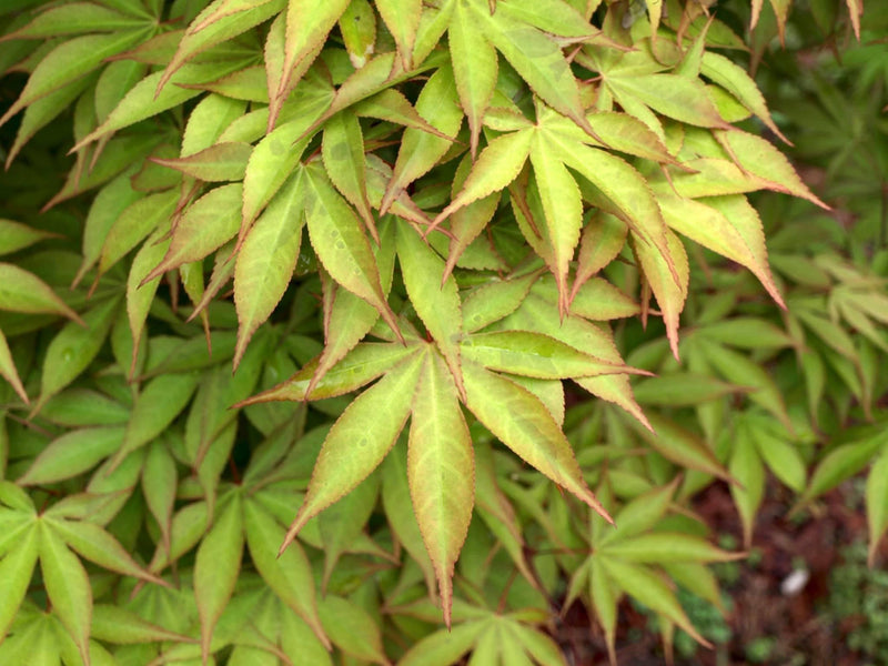 - Acer palmatum 'Osakazuki' Japanese Maple - Mr Maple │ Buy Japanese Maple Trees