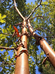 - Acer griseum - Paperbark Maple - Mr Maple │ Buy Japanese Maple Trees