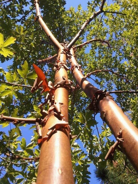 - Acer griseum - Paperbark Maple - Mr Maple │ Buy Japanese Maple Trees