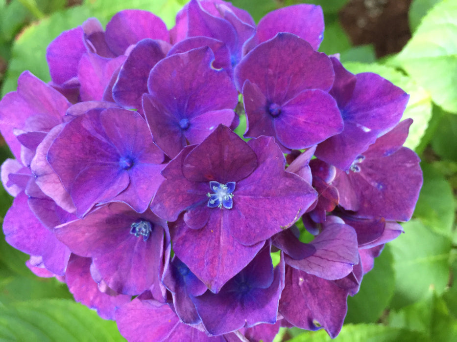 Hydrangea macrophylla 'Purple Bayou’ Purple Bloom Hydrangea