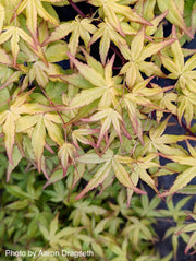 - Acer palmatum 'Golden Falls' Weeping Golden Japanese Maple - Mr Maple │ Buy Japanese Maple Trees