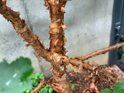 - Acer griseum - Paperbark Maple - Mr Maple │ Buy Japanese Maple Trees