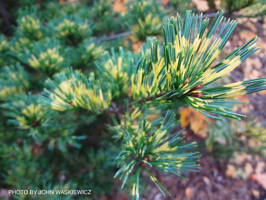 Pinus parviflora 'Ogon janome' Golden Bull's Eye Pine