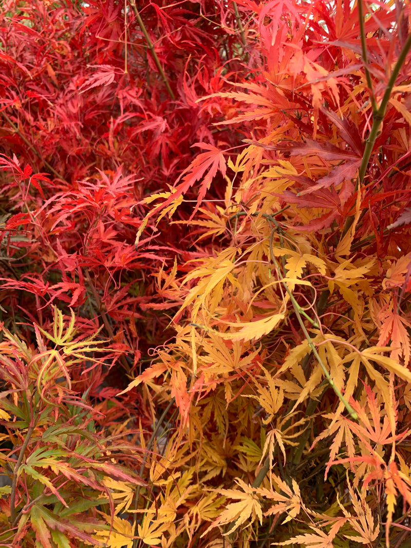 - Acer palmatum 'Green Strap' Rare Japanese Maple - Mr Maple │ Buy Japanese Maple Trees