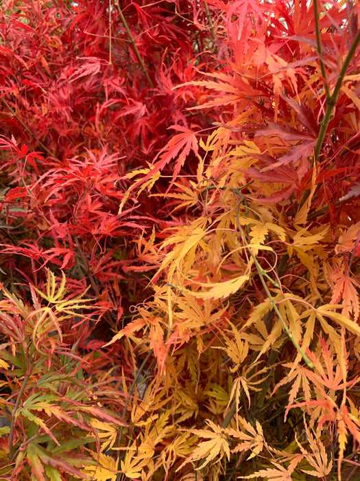 Acer palmatum 'Green Strap' Rare Japanese Maple