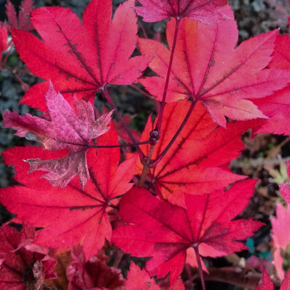 Buy Acer japonicum 'Taki no gawa' Full Moon Japanese Maple — Mr
