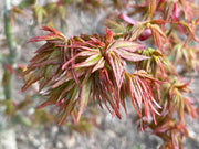 - Acer palmatum 'Koi' Dwarf Japanese Maple - Mr Maple │ Buy Japanese Maple Trees