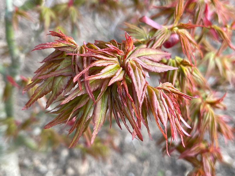 - Acer palmatum 'Koi' Dwarf Japanese Maple - Mr Maple │ Buy Japanese Maple Trees
