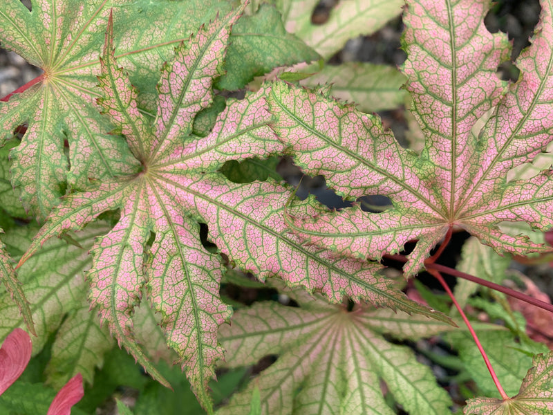 - Acer palmatum 'Nebula' Variegated Japanese Maple - Mr Maple │ Buy Japanese Maple Trees