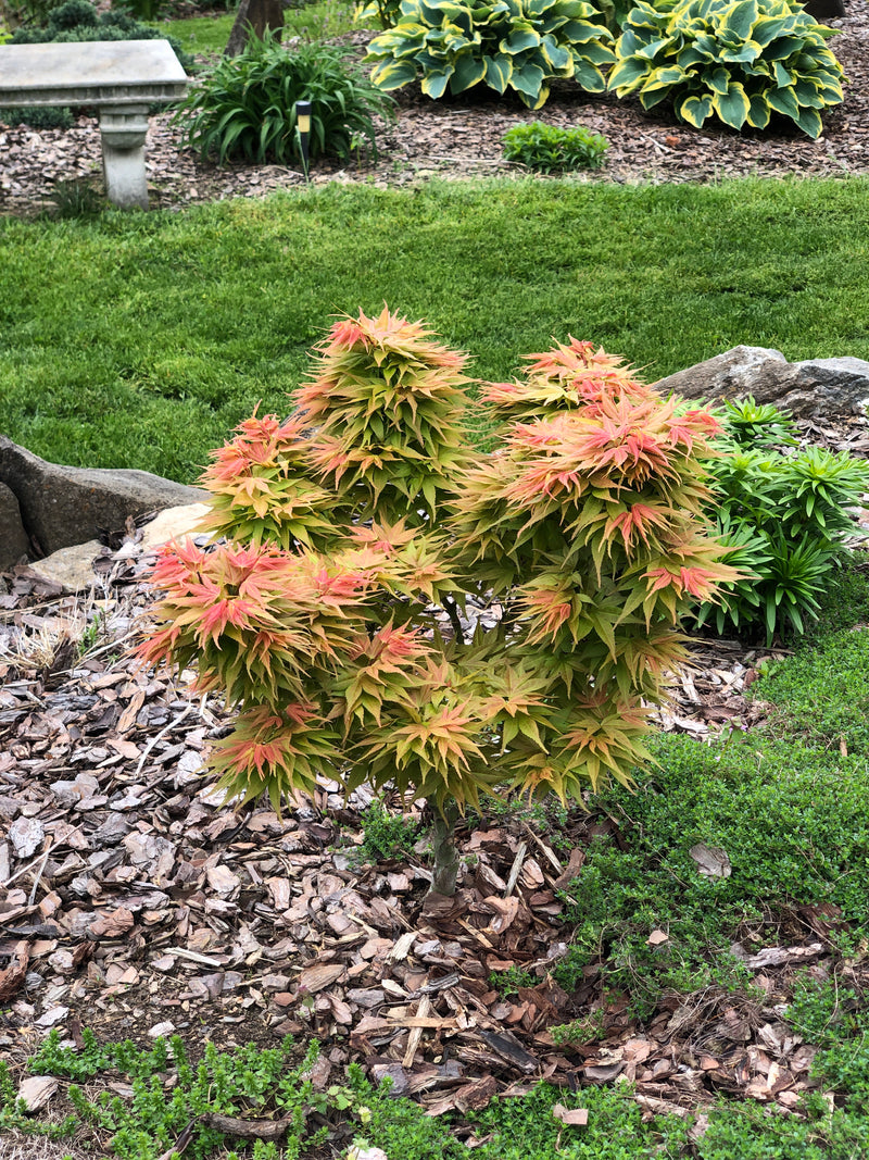- Acer palmatum 'Mayday' Rare Dwarf Japanese Maple - Mr Maple │ Buy Japanese Maple Trees