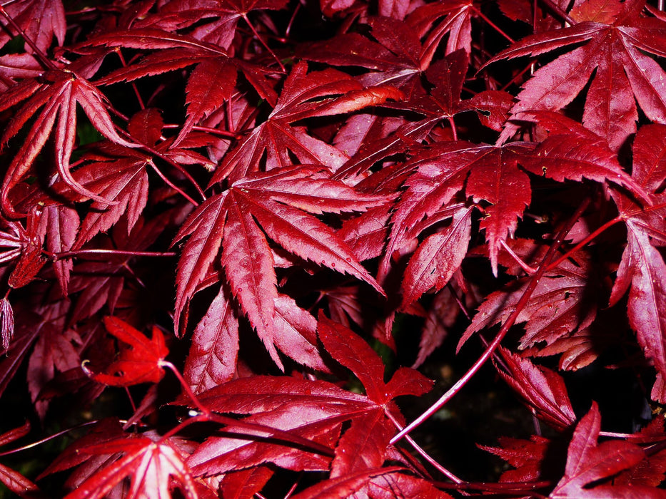 Acer palmatum 'Fireglow' Japanese Maple
