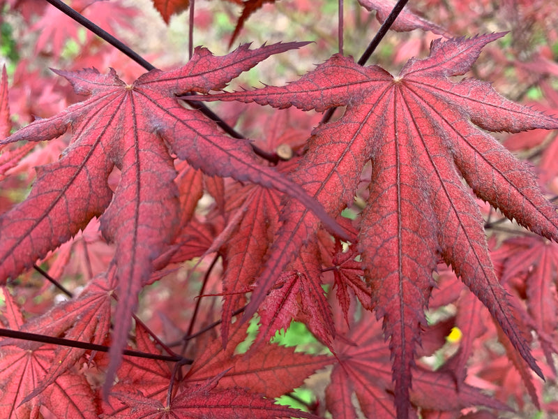 - Acer palmatum 'Dark Knight' Japanese Maple - Mr Maple │ Buy Japanese Maple Trees