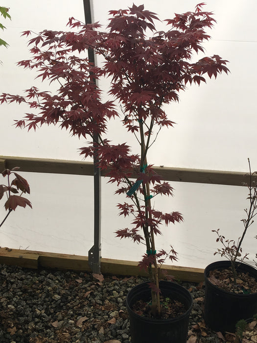 Acer palmatum 'Mahogany' Japanese Maple