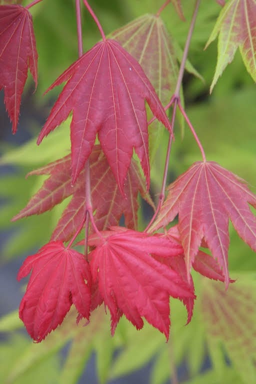 - Acer shirasawanum 'Moonrise™' Full Moon Japanese Maple - Mr Maple │ Buy Japanese Maple Trees