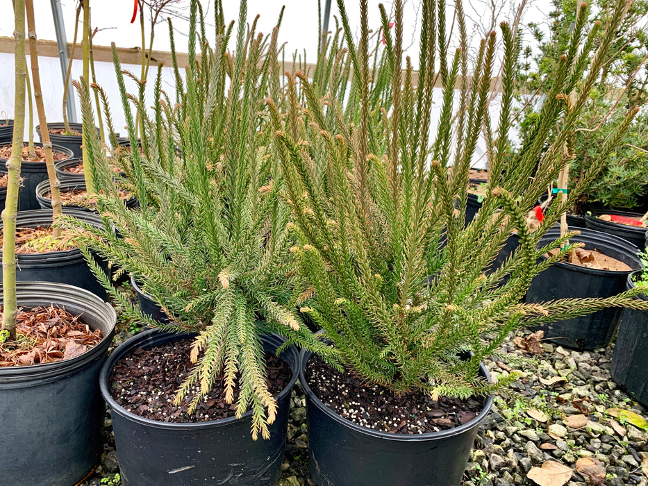 Cryptomeria japonica 'Araucarioides' Snake-Branched Japanese Cedar