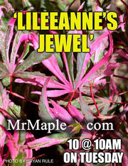 - FOR PICKUP ONLY | Acer palmatum 'Lileeanne's Jewel' Japanese Maple | DOES NOT SHIP - Mr Maple │ Buy Japanese Maple Trees