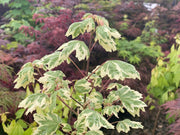 - Acer campestre 'Carnival' White Variegated Maple - Mr Maple │ Buy Japanese Maple Trees