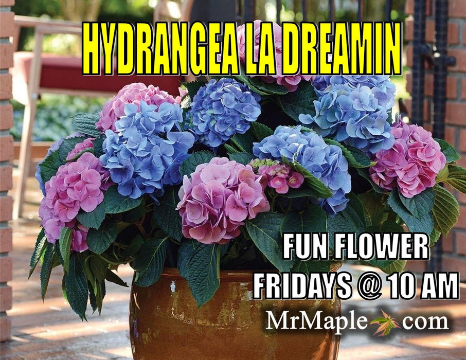 Hydrangea macrophylla 'L.A. Dreamin’ Hydrangea