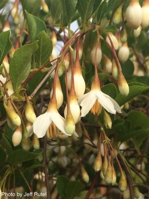 Styrax japonicus 'Fragrant Fountain' White Weeping Japanese Snowbell