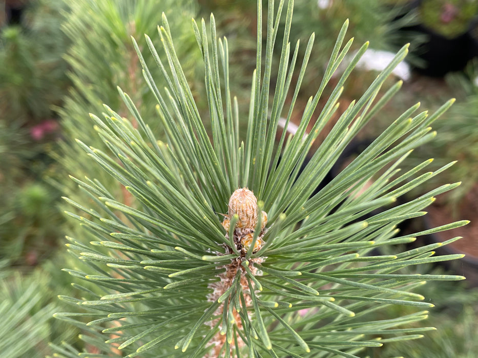 Pinus nigra ‘Caperci’s Golden Cream’ Austrian Black Pine Tree