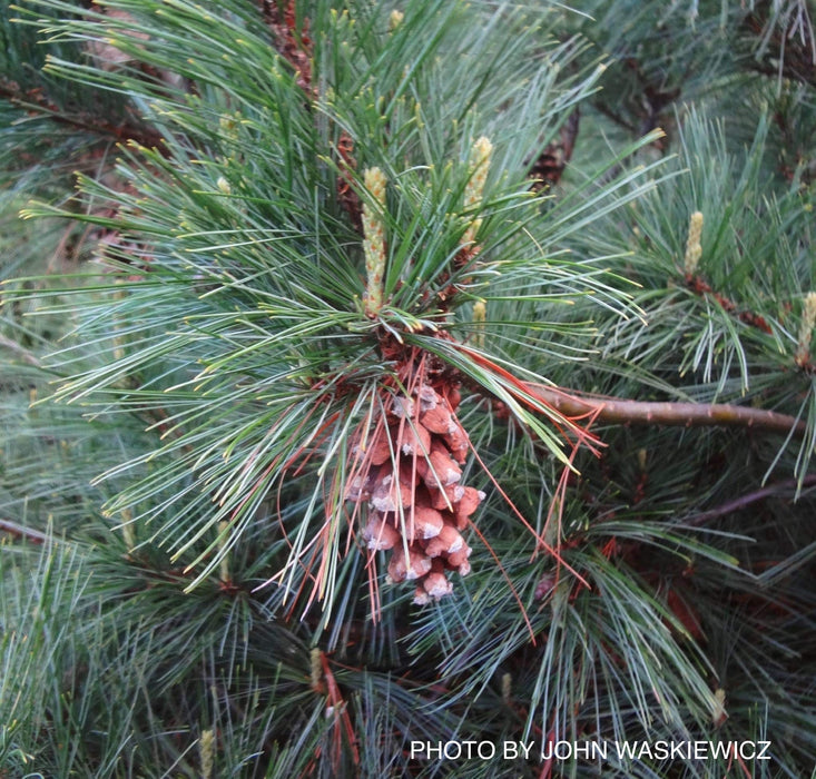 Pinus strobus 'Niagra Falls' Weeping White Pine