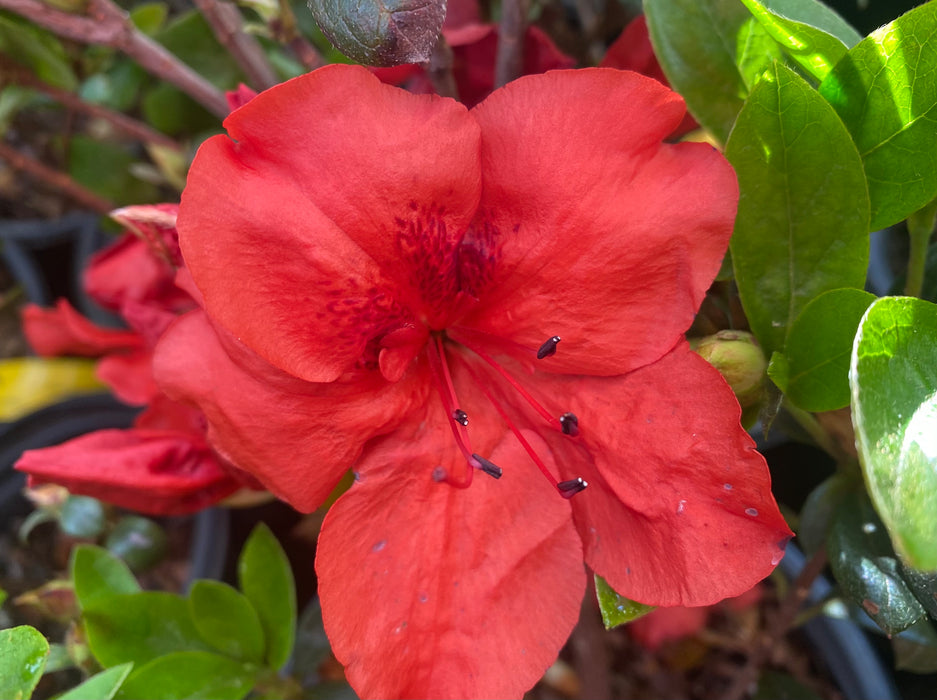 Azalea 'J. Valentine’ Red Flowering Harris Azalea