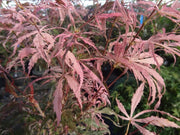 - Acer palmatum 'Lileeanne's Jewel' Japanese Maple - Mr Maple │ Buy Japanese Maple Trees
