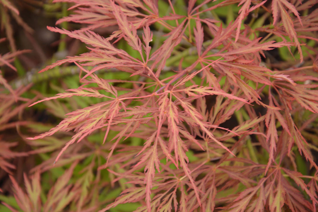 Acer palmatum 'Watnong' Japanese Maple