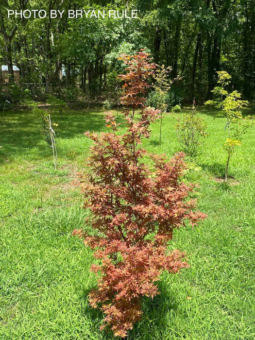 Acer palmatum 'Winter’s Columnar Red' Japanese Maple