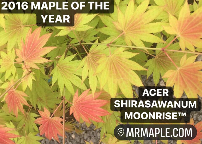- FOR PICKUP ONLY | Acer shirasawanum Moonrise™ Full Moon Japanese Maple | DOES NOT SHIP - Mr Maple │ Buy Japanese Maple Trees