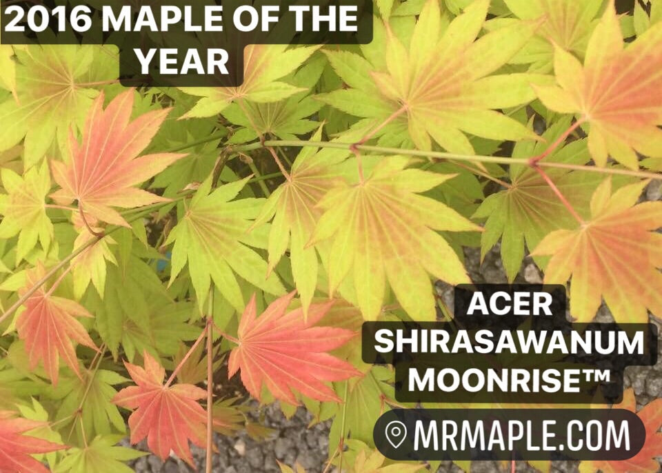 FOR PICKUP ONLY | Acer shirasawanum Moonrise™ Full Moon Japanese Maple | DOES NOT SHIP