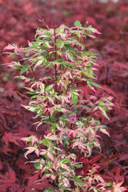 - Acer palmatum 'Ilarian' Japanese Maple - Mr Maple │ Buy Japanese Maple Trees