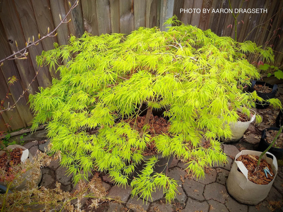 Acer palmatum 'Flavescens’ Weeping Japanese Maple