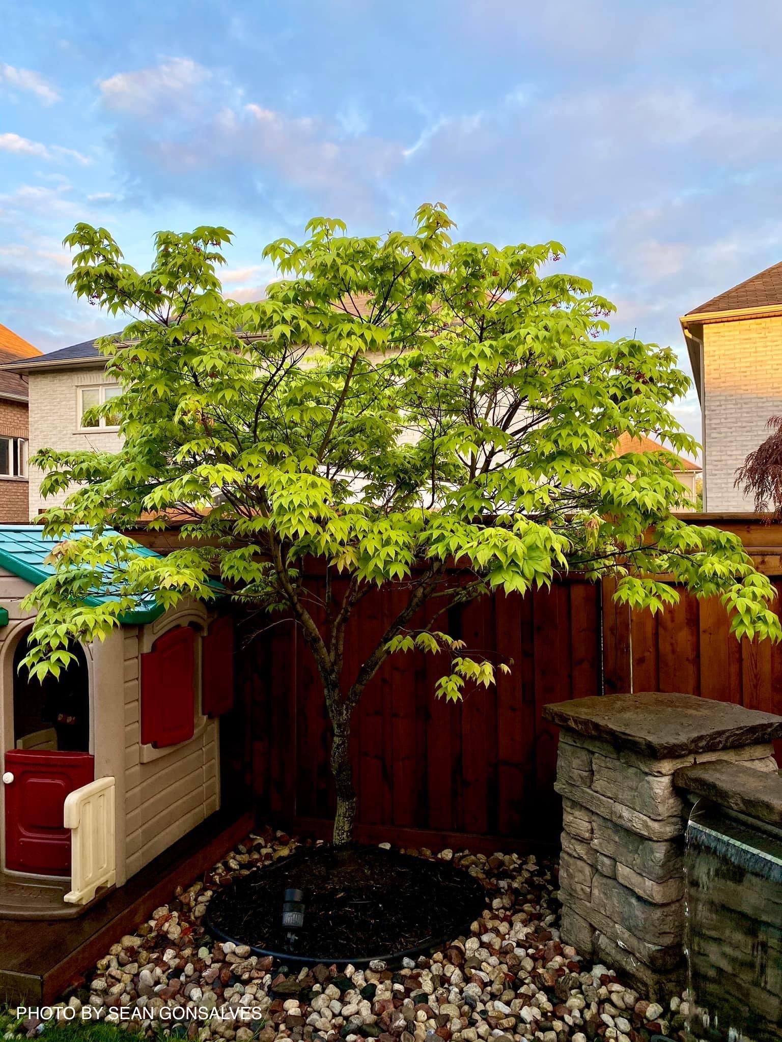 Buy Acer palmatum 'Osakazuki' Japanese Maple — Mr Maple │ Buy