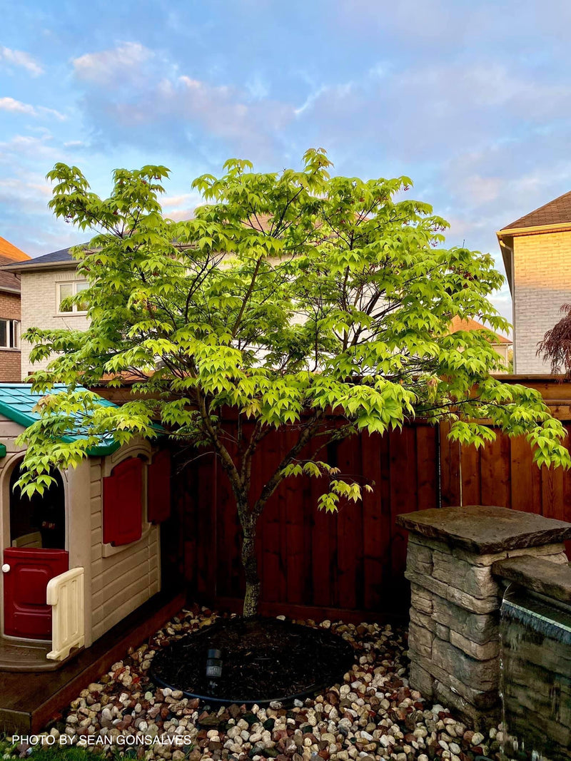 - Acer palmatum 'Osakazuki' Japanese Maple - Mr Maple │ Buy Japanese Maple Trees