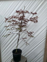 - Acer palmatum 'Red Dragon' Dwarf Japanese Maple - Mr Maple │ Buy Japanese Maple Trees
