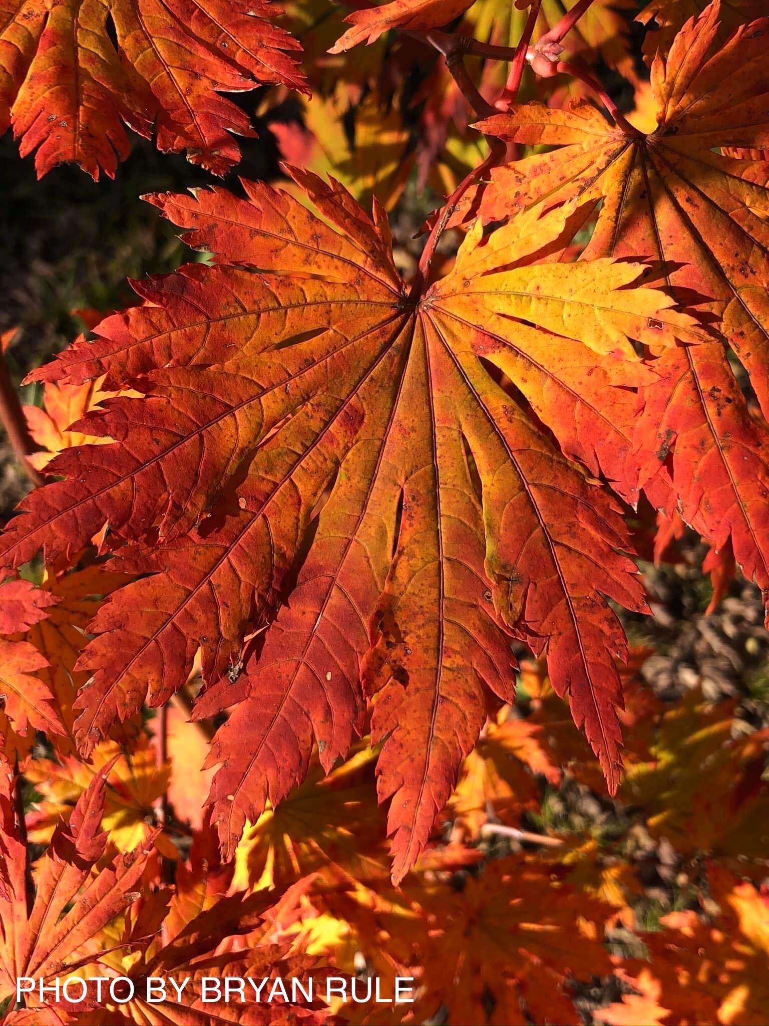 その他 MapleTree Buy Acer japonicum 'Yama kage' Mountain Shadows Full Moon Japanese