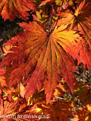 - FOR PICKUP ONLY | Acer japonicum 'Yama kage' Mountain Shadows Full Moon Japanese Maple | DOES NOT SHIP - Mr Maple │ Buy Japanese Maple Trees