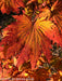 - FOR PICKUP ONLY | Acer japonicum 'Yama kage' Mountain Shadows Full Moon Japanese Maple | DOES NOT SHIP - Mr Maple │ Buy Japanese Maple Trees