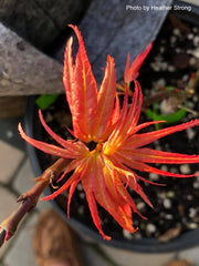 - Acer palmatum 'Mystic Mikawa' Miniature Japanese Maple - Mr Maple │ Buy Japanese Maple Trees