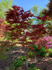 - FOR PICKUP ONLY | Acer palmatum 'Purple Ghost' Japanese Maple | DOES NOT SHIP - Mr Maple │ Buy Japanese Maple Trees