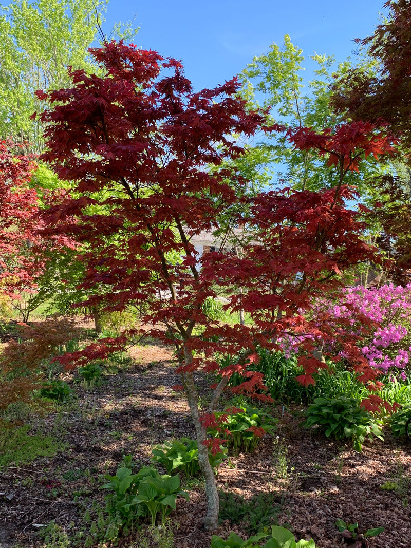 - FOR PICKUP ONLY | Acer palmatum 'Purple Ghost' Japanese Maple | DOES NOT SHIP - Mr Maple │ Buy Japanese Maple Trees