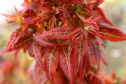- Acer palmatum 'Kurenai jishi' Red Lion Japanese Maple - Mr Maple │ Buy Japanese Maple Trees