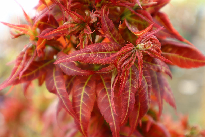 - Acer palmatum 'Kurenai jishi' Red Lion Japanese Maple - Mr Maple │ Buy Japanese Maple Trees