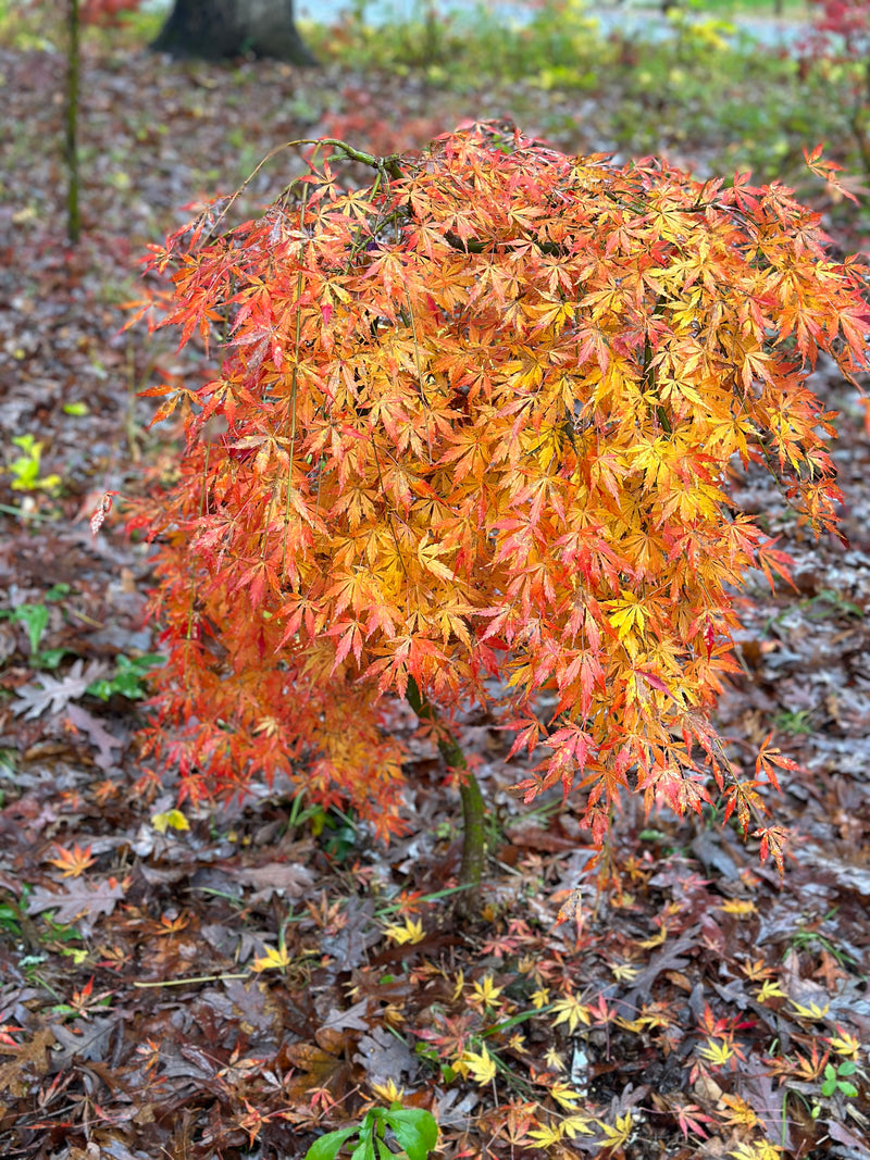 - Acer palmatum 'Fountain of Youth' Japanese Maple - Mr Maple │ Buy Japanese Maple Trees