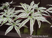 - Acer palmatum 'Ukigumo' Floating Clouds Japanese Maple - Mr Maple │ Buy Japanese Maple Trees