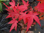 - Acer oliverianum 'Hot Blonde' Golden Japanese Maple - Mr Maple │ Buy Japanese Maple Trees