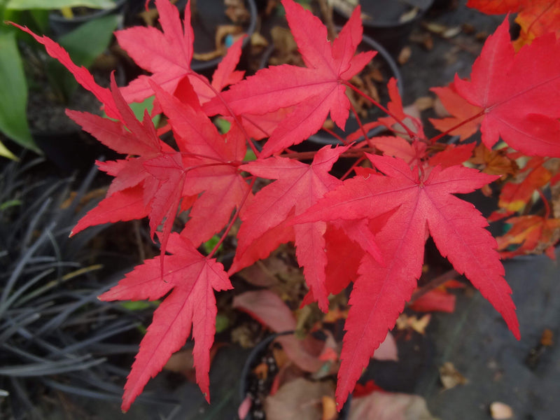 - Acer oliverianum 'Hot Blonde' Golden Japanese Maple - Mr Maple │ Buy Japanese Maple Trees